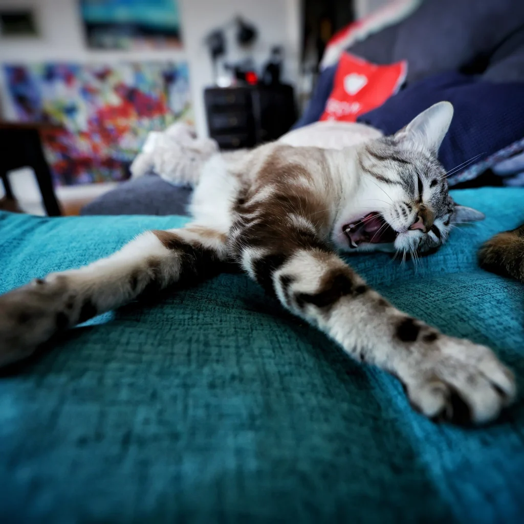 Mon chaton vidéaste qui témoigne avec storytelling vidéaste professionnel à Nantes
